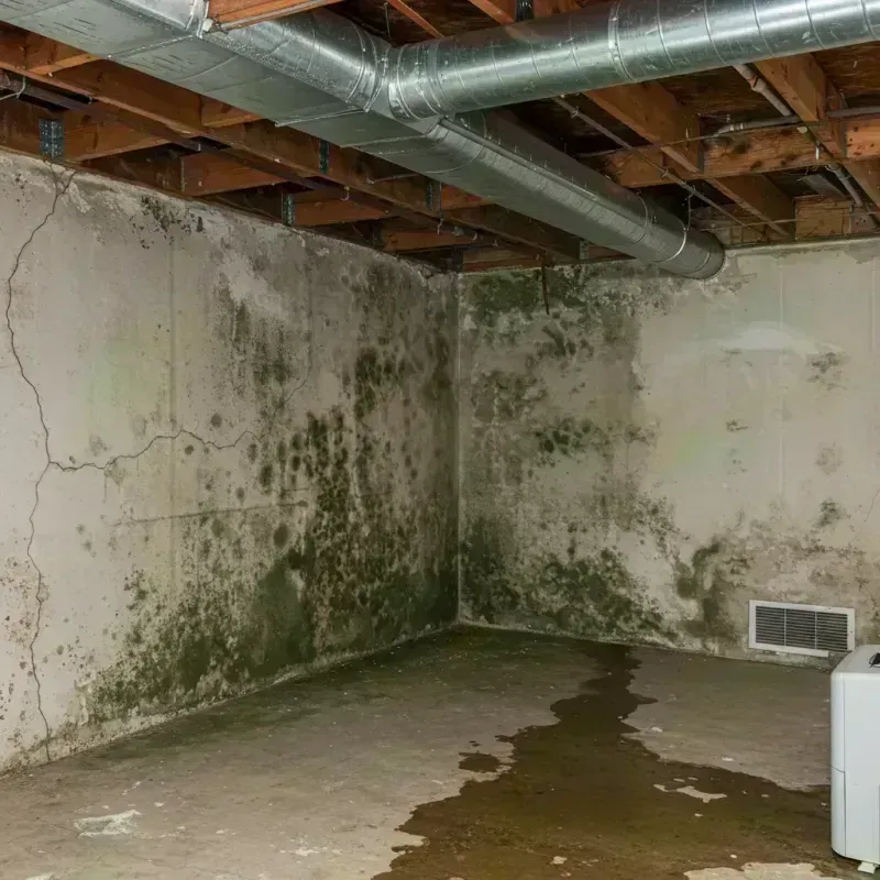 Professional Mold Removal in Liberty, KY